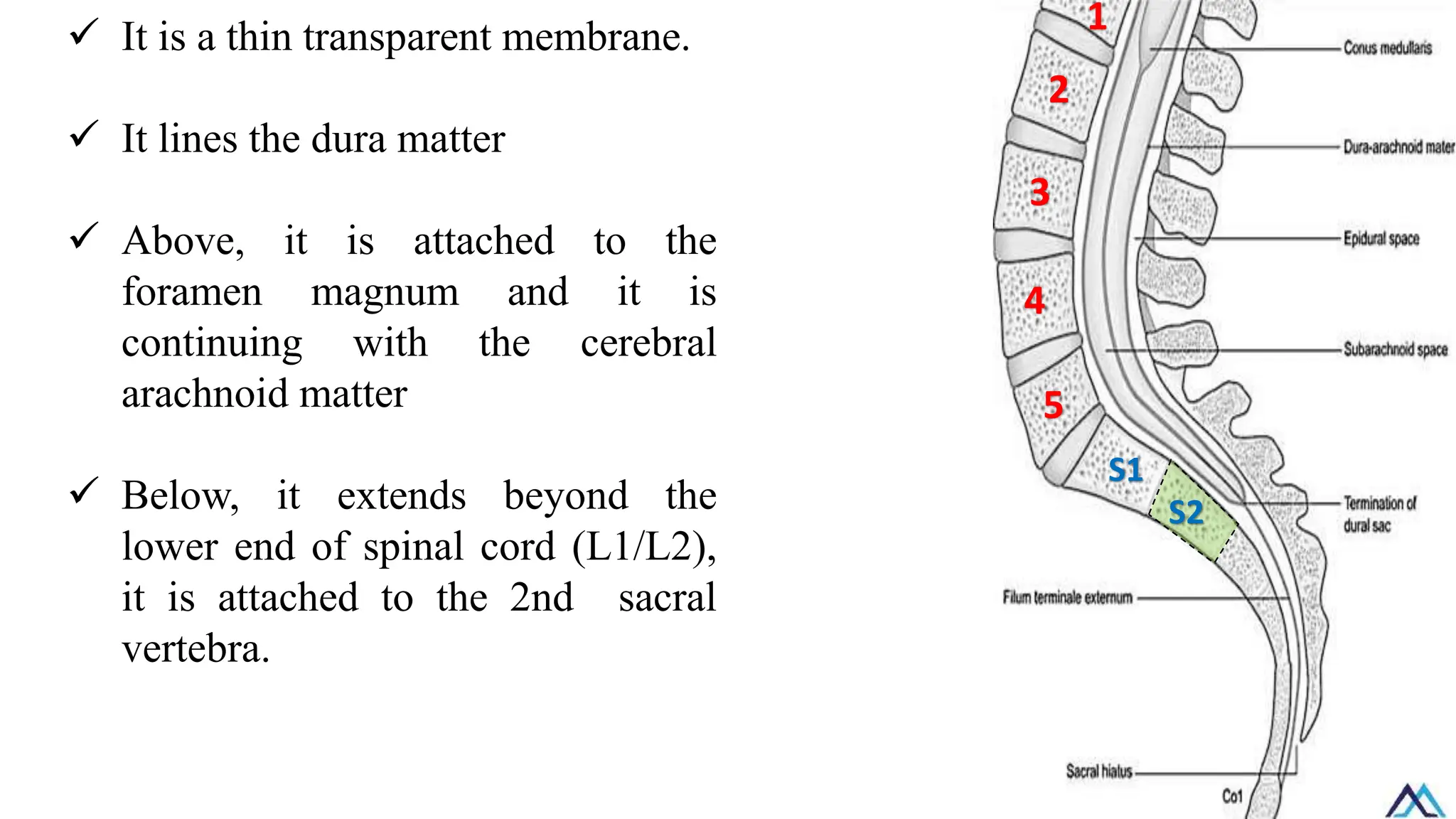 ✓ It is a thin transparent membrane.
✓ It lines the dura matter
✓ Above, it is attached to the
foramen magnum and it is
continuing with the cerebral
arachnoid matter
✓ Below, it extends beyond the
lower end of spinal cord (L1/L2),
it is attached to the 2nd sacral
vertebra.
1
2
3
5
4
S1
S2
 