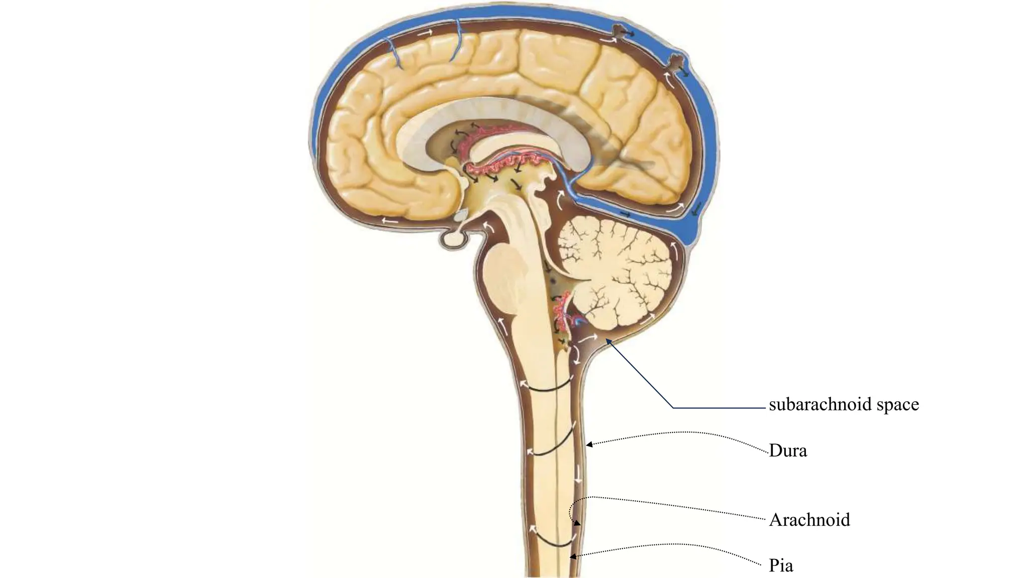 subarachnoid space
Dura
Arachnoid
Pia
 