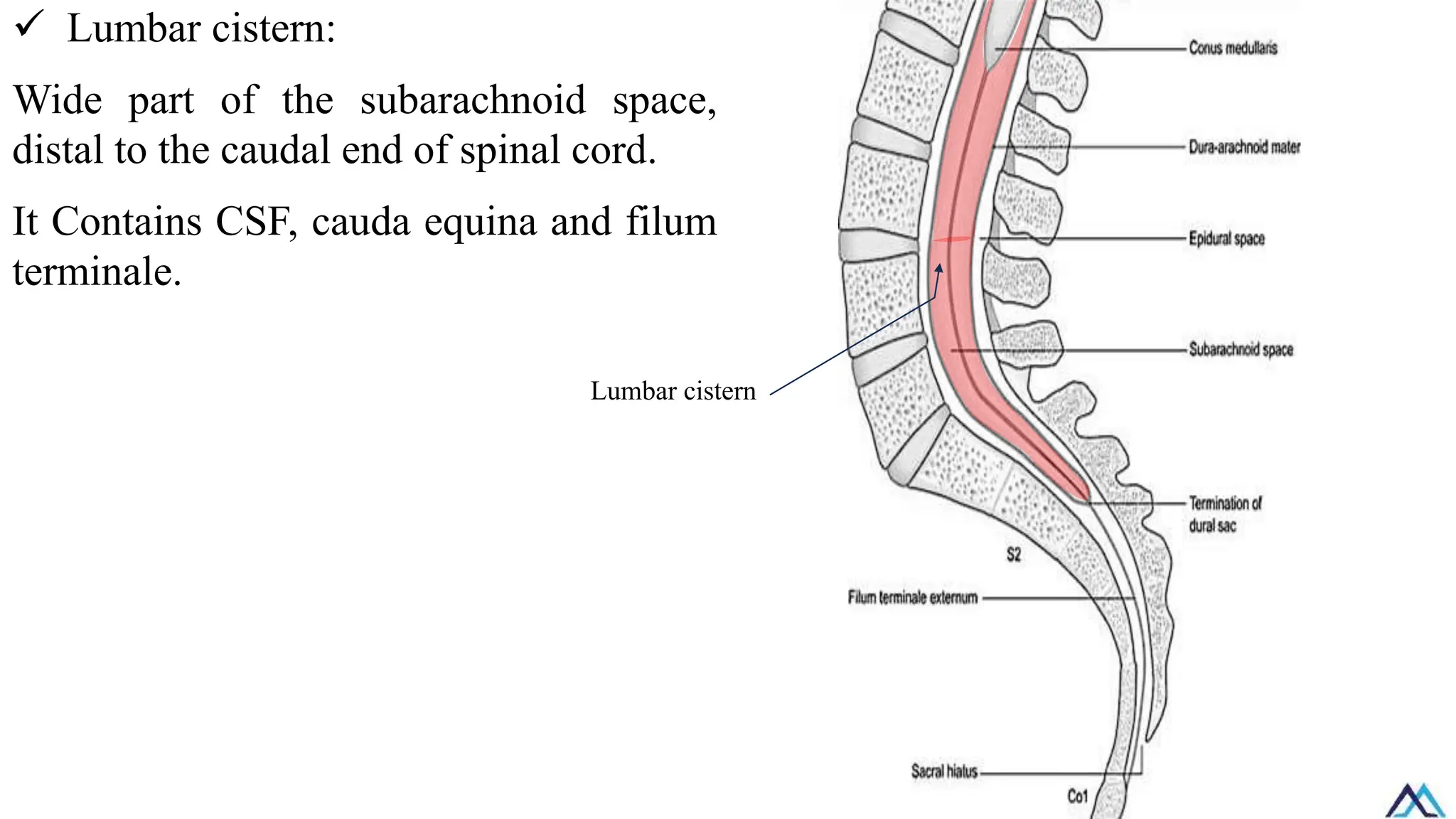 ✓ Lumbar cistern:
Wide part of the subarachnoid space,
distal to the caudal end of spinal cord.
It Contains CSF, cauda equina and filum
terminale.
Lumbar cistern
 