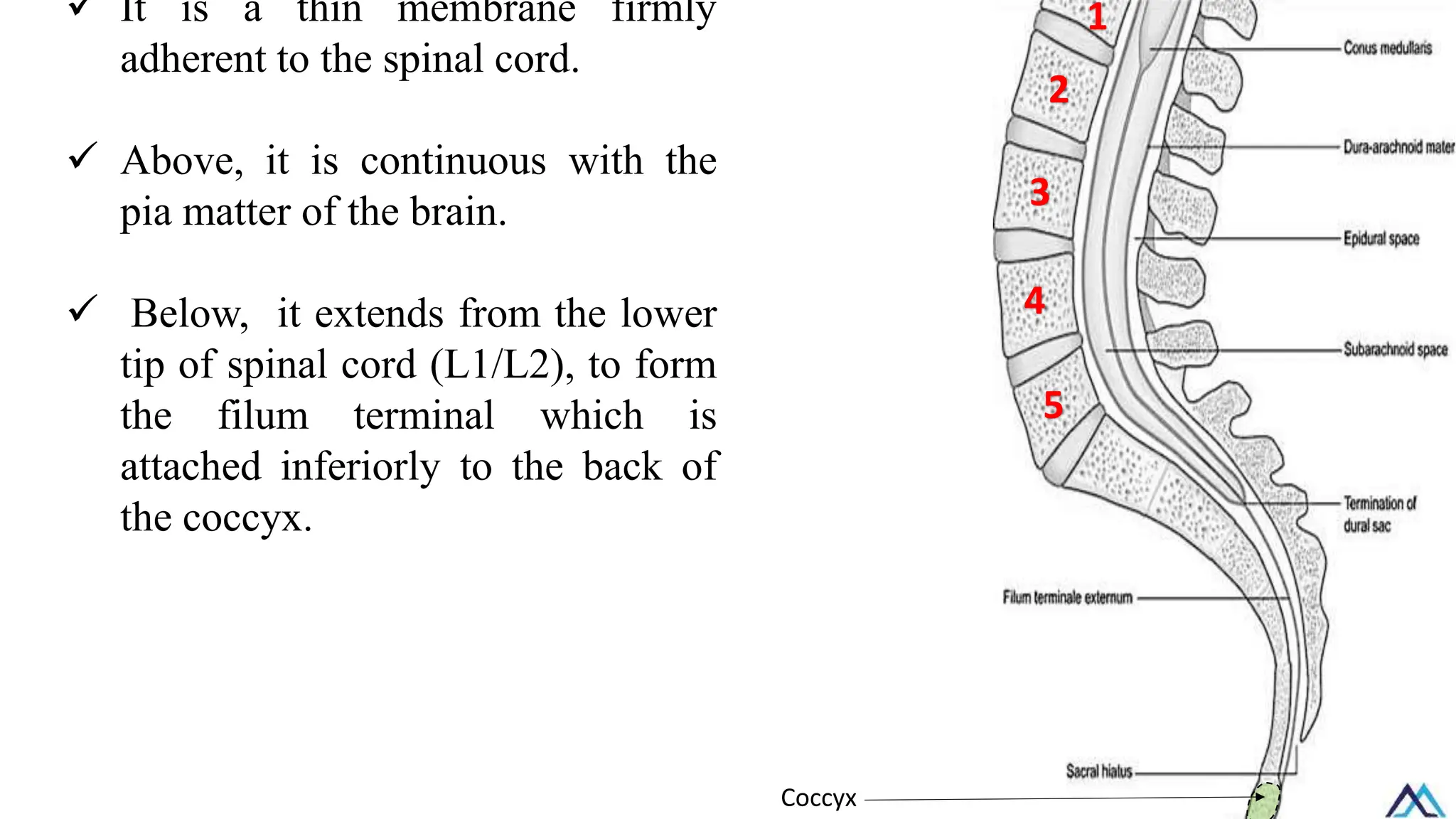 ✓ It is a thin membrane firmly
adherent to the spinal cord.
✓ Above, it is continuous with the
pia matter of the brain.
✓ Below, it extends from the lower
tip of spinal cord (L1/L2), to form
the filum terminal which is
attached inferiorly to the back of
the coccyx.
1
2
3
5
4
Coccyx
 