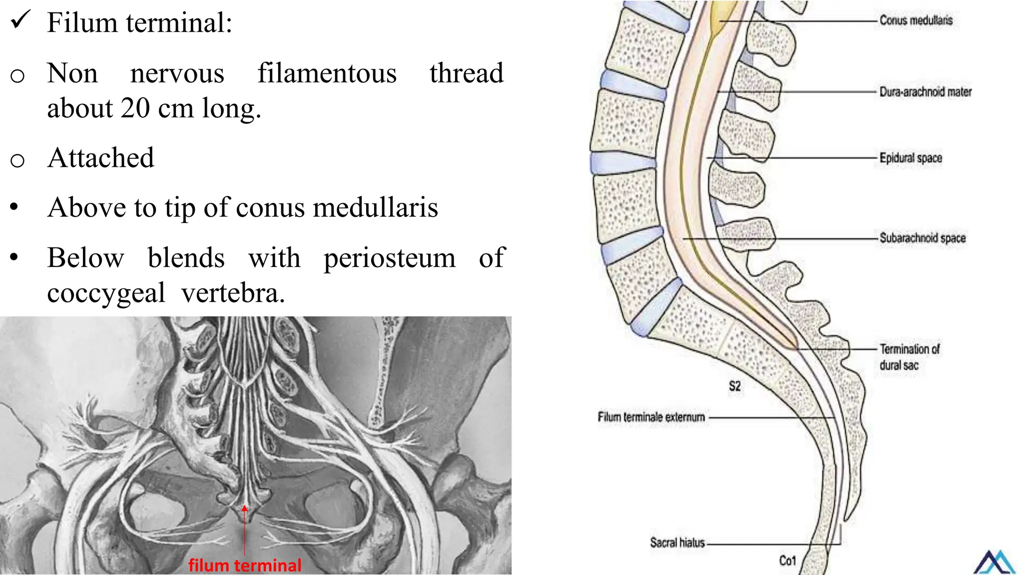 ✓ Filum terminal:
o Non nervous filamentous thread
about 20 cm long.
o Attached
• Above to tip of conus medullaris
• Below blends with periosteum of
coccygeal vertebra.
filum terminal
 