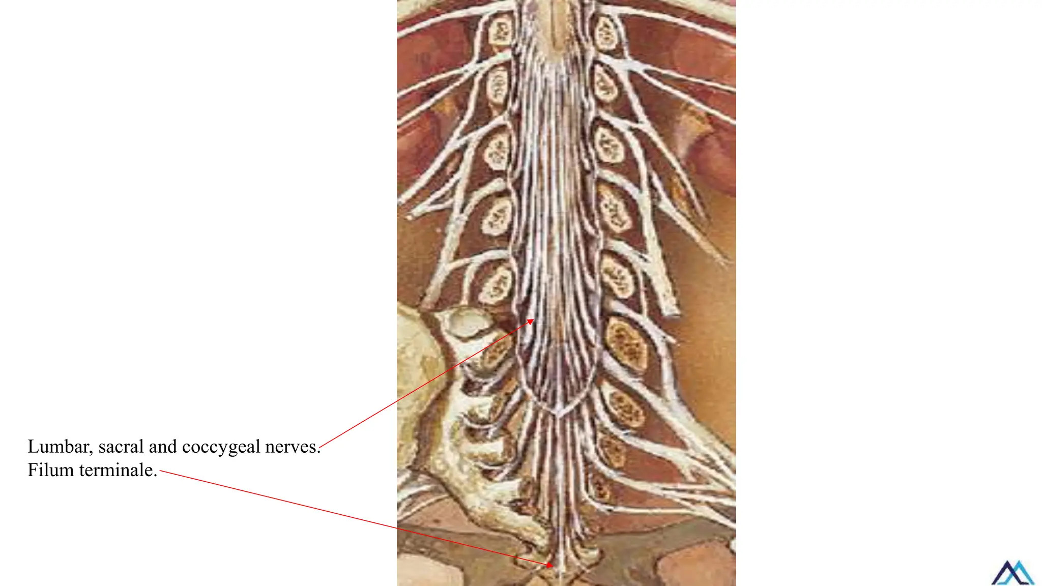 Lumbar, sacral and coccygeal nerves.
Filum terminale.
 