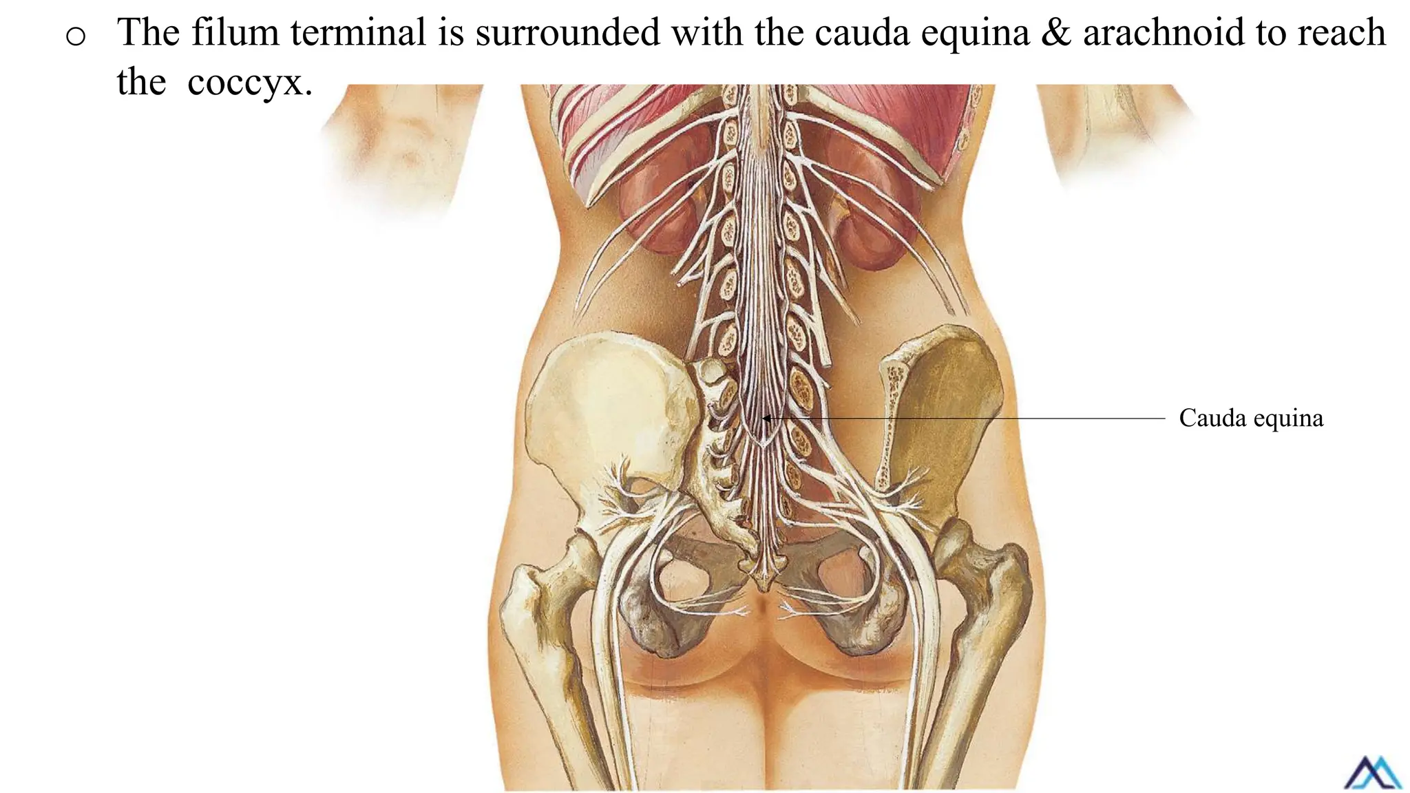 o The filum terminal is surrounded with the cauda equina & arachnoid to reach
the coccyx.
Cauda equina
 