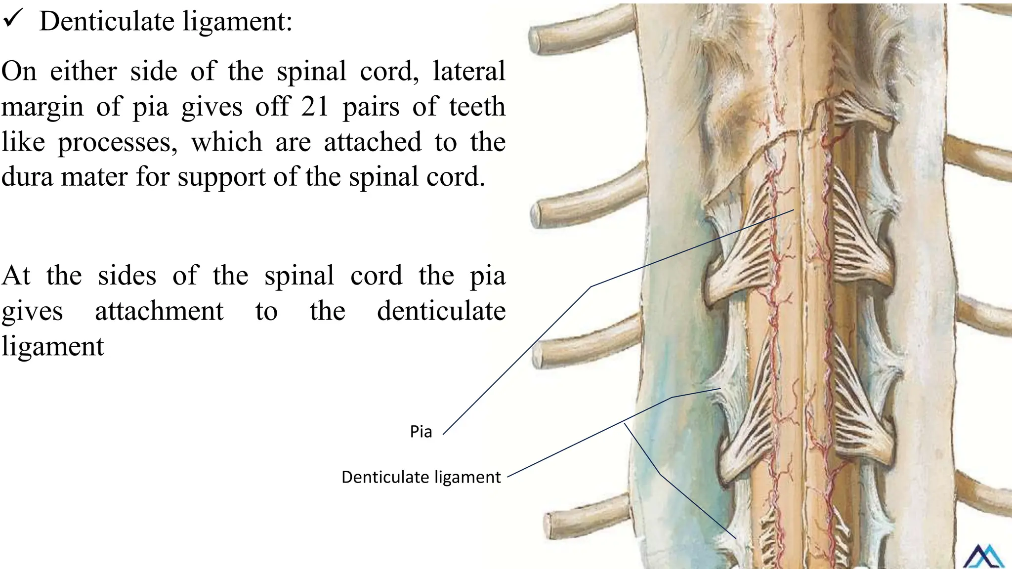 ✓ Denticulate ligament:
On either side of the spinal cord, lateral
margin of pia gives off 21 pairs of teeth
like processes, which are attached to the
dura mater for support of the spinal cord.
At the sides of the spinal cord the pia
gives attachment to the denticulate
ligament
Pia
Denticulate ligament
 