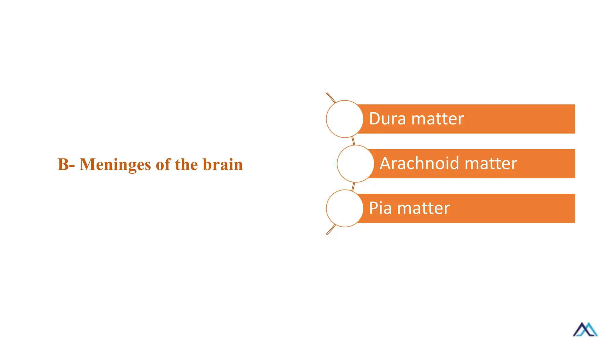 B- Meninges of the brain
Dura matter
Arachnoid matter
Pia matter
 