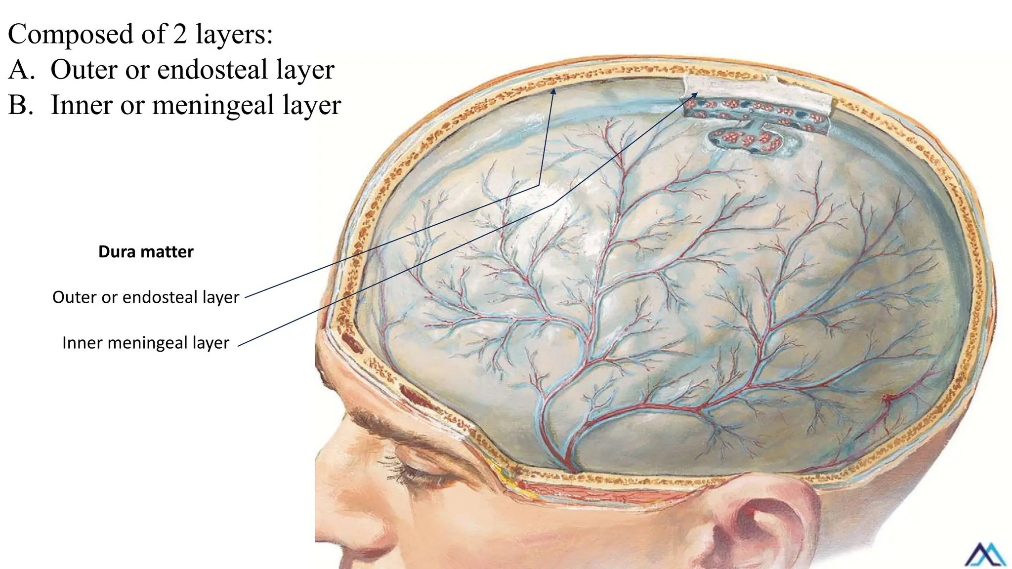 Composed of 2 layers:
A. Outer or endosteal layer
B. Inner or meningeal layer
Dura matter
Outer or endosteal layer
Inner meningeal layer
 