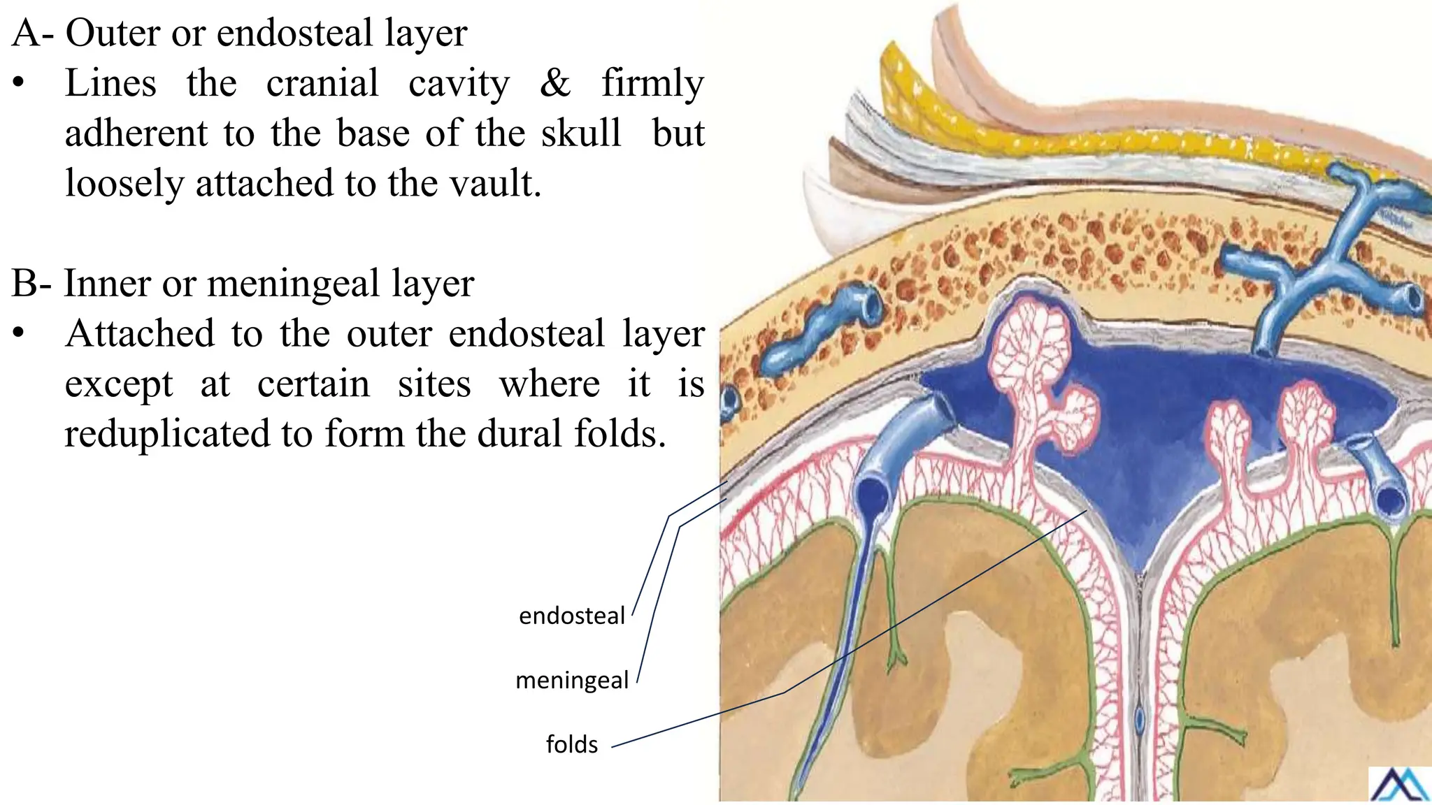 A- Outer or endosteal layer
• Lines the cranial cavity & firmly
adherent to the base of the skull but
loosely attached to the vault.
B- Inner or meningeal layer
• Attached to the outer endosteal layer
except at certain sites where it is
reduplicated to form the dural folds.
endosteal
meningeal
folds
 