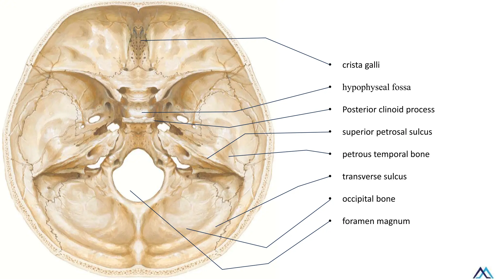 • crista galli
• hypophyseal fossa
• Posterior clinoid process
• superior petrosal sulcus
• petrous temporal bone
• transverse sulcus
• occipital bone
• foramen magnum
 