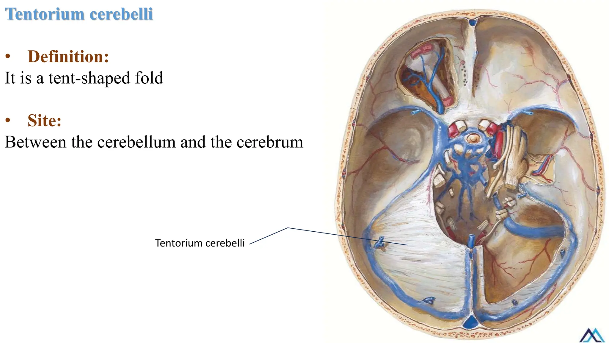 Tentorium cerebelli
• Definition:
It is a tent-shaped fold
• Site:
Between the cerebellum and the cerebrum
Tentorium cerebelli
 