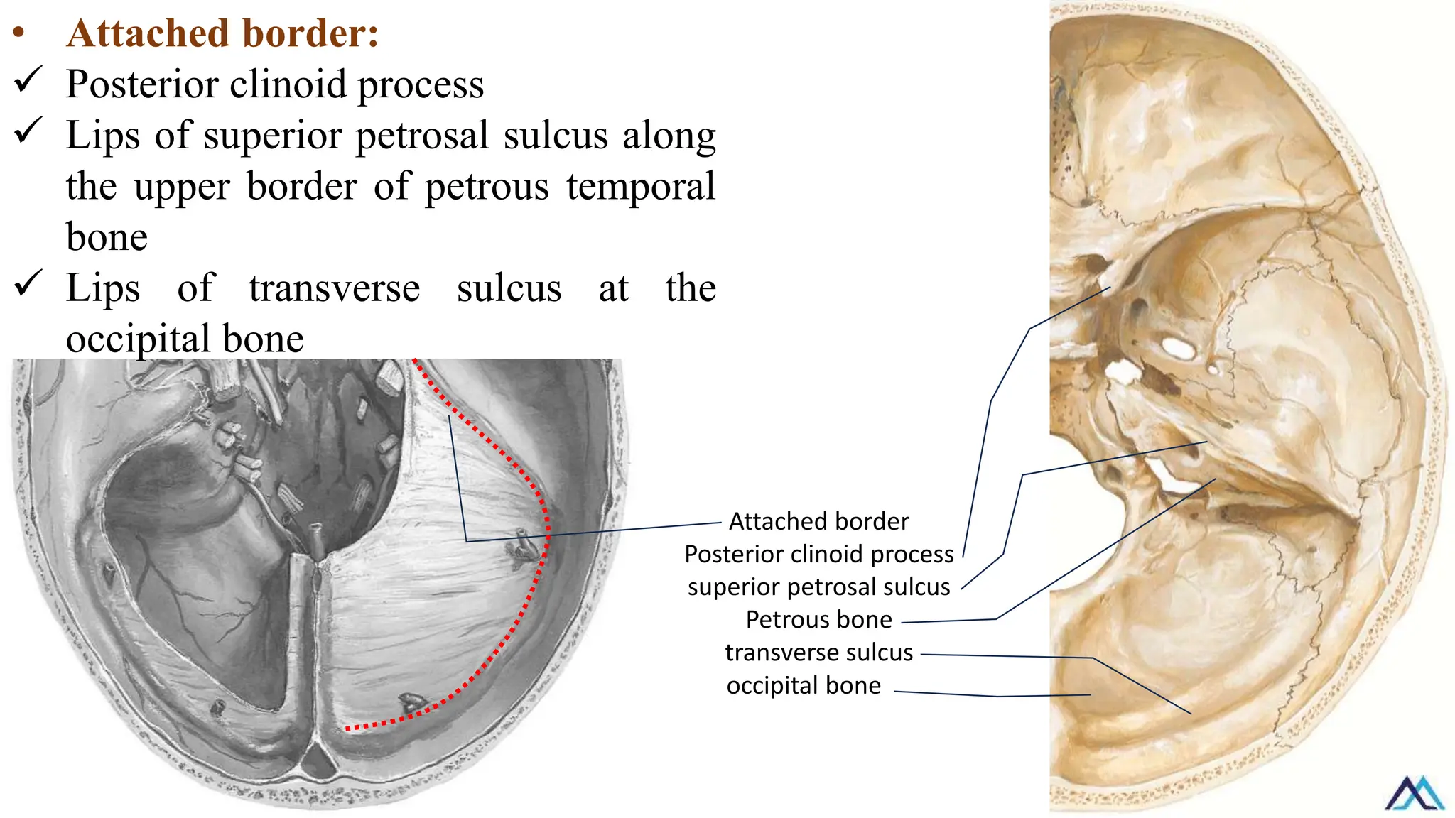 Attached border
Posterior clinoid process
superior petrosal sulcus
Petrous bone
transverse sulcus
occipital bone
• Attached border:
✓ Posterior clinoid process
✓ Lips of superior petrosal sulcus along
the upper border of petrous temporal
bone
✓ Lips of transverse sulcus at the
occipital bone
 