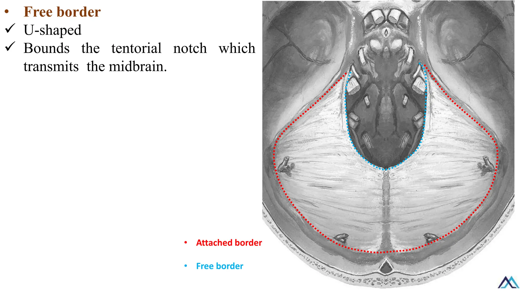 • Free border
✓ U-shaped
✓ Bounds the tentorial notch which
transmits the midbrain.
• Attached border
• Free border
 