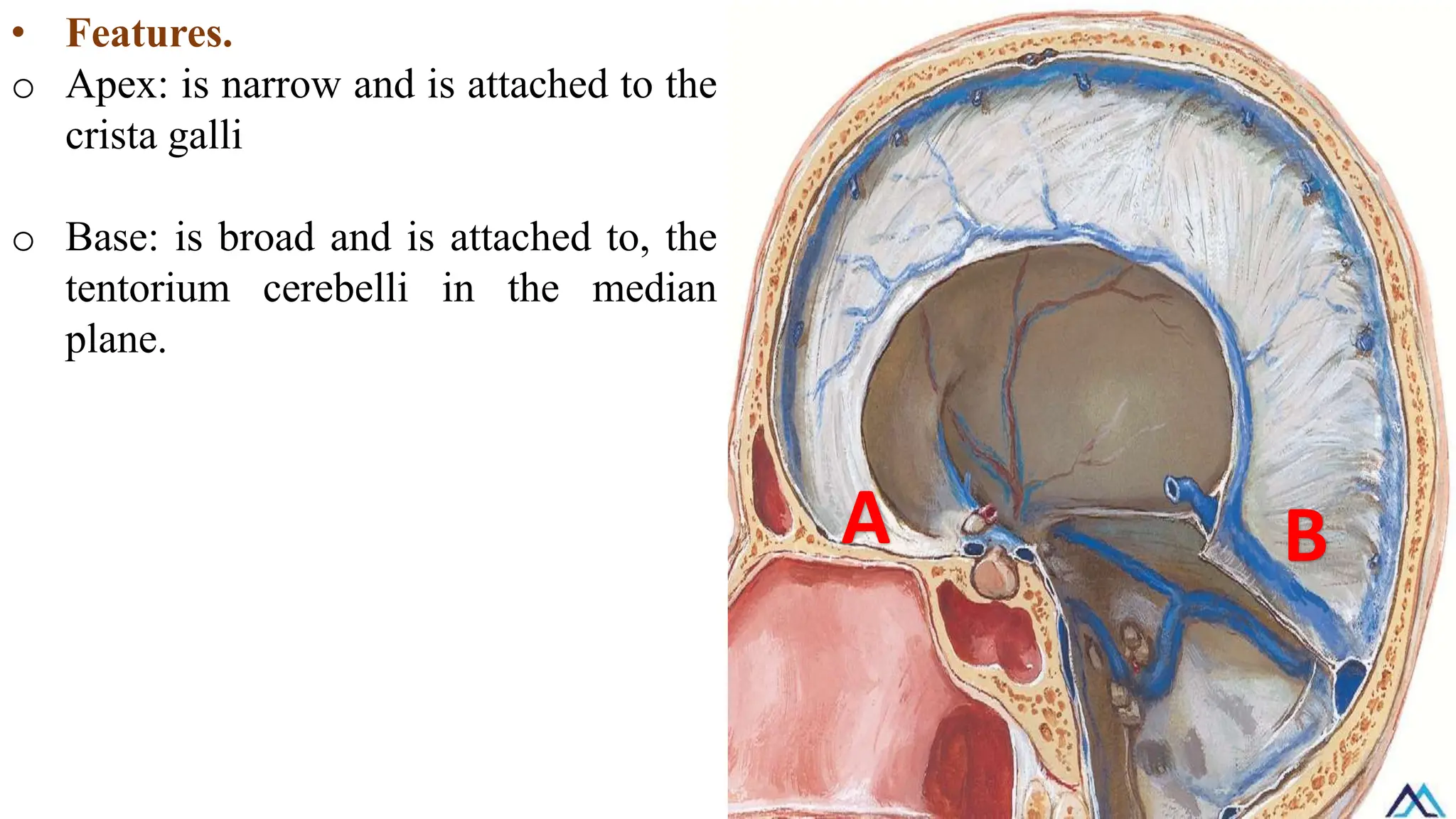 • Features.
o Apex: is narrow and is attached to the
crista galli
o Base: is broad and is attached to, the
tentorium cerebelli in the median
plane.
A B
 