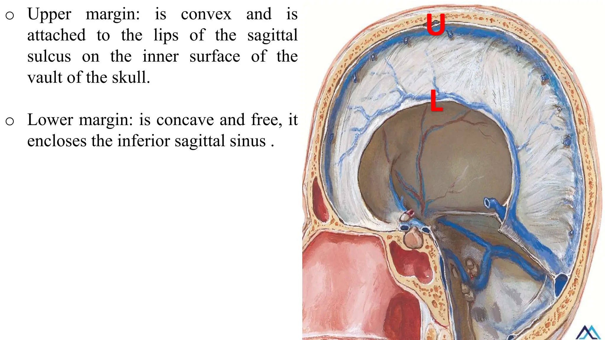 o Upper margin: is convex and is
attached to the lips of the sagittal
sulcus on the inner surface of the
vault of the skull.
o Lower margin: is concave and free, it
encloses the inferior sagittal sinus .
U
L
 