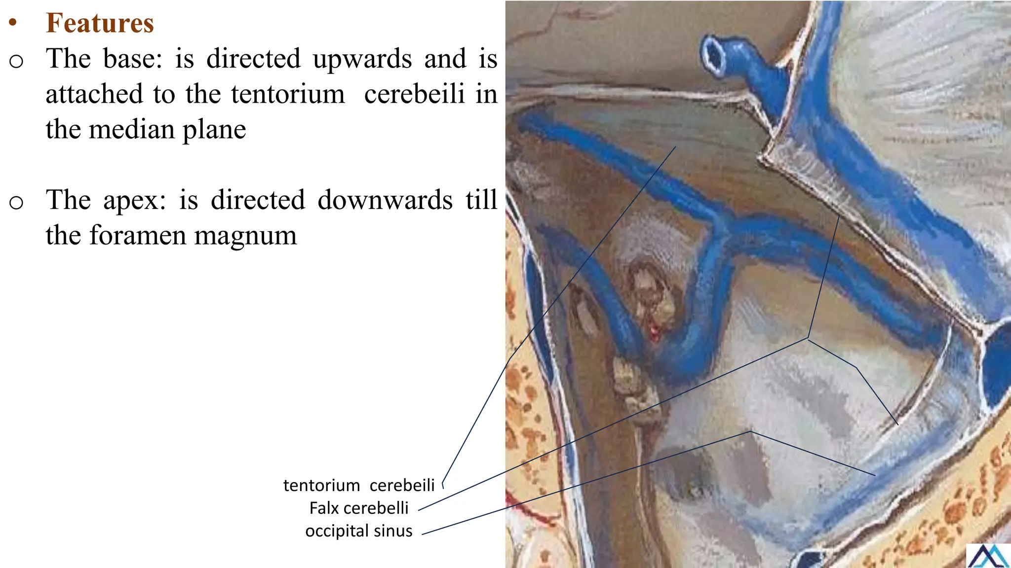 • Features
o The base: is directed upwards and is
attached to the tentorium cerebeili in
the median plane
o The apex: is directed downwards till
the foramen magnum
tentorium cerebeili
Falx cerebelli
occipital sinus
 