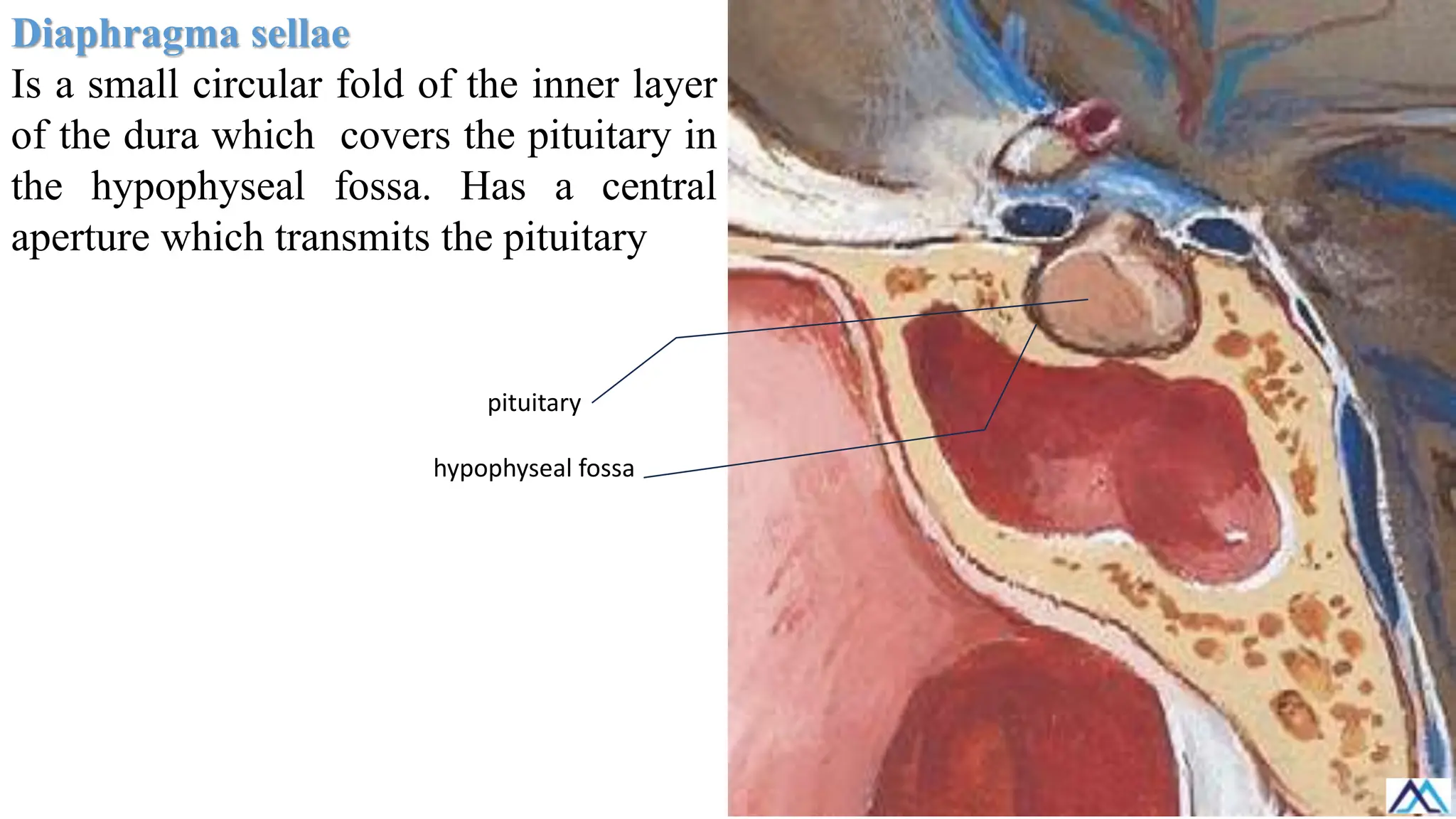 Diaphragma sellae
Is a small circular fold of the inner layer
of the dura which covers the pituitary in
the hypophyseal fossa. Has a central
aperture which transmits the pituitary
pituitary
hypophyseal fossa
 