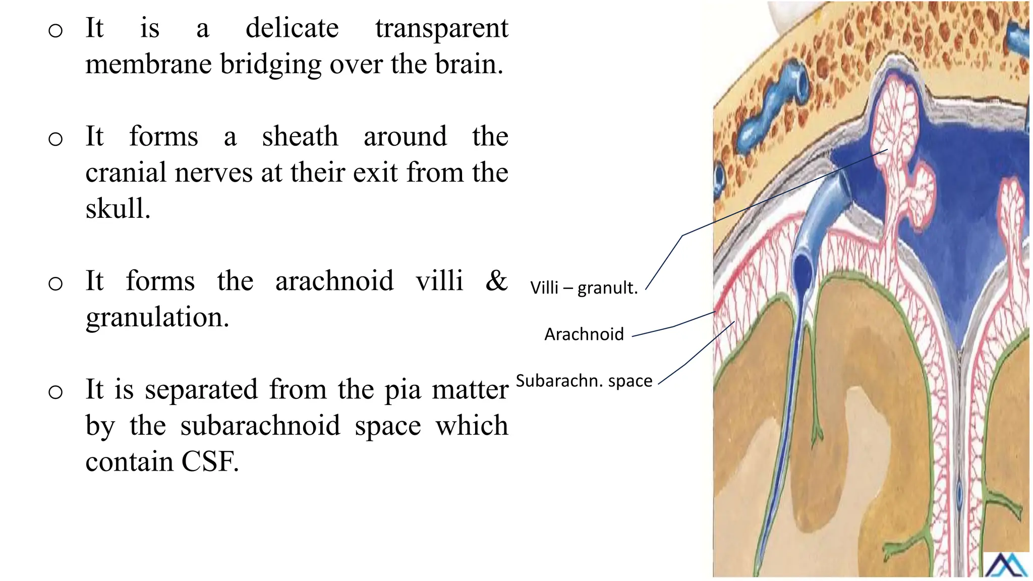 o It is a delicate transparent
membrane bridging over the brain.
o It forms a sheath around the
cranial nerves at their exit from the
skull.
o It forms the arachnoid villi &
granulation.
o It is separated from the pia matter
by the subarachnoid space which
contain CSF.
Villi – granult.
Arachnoid
Subarachn. space
 