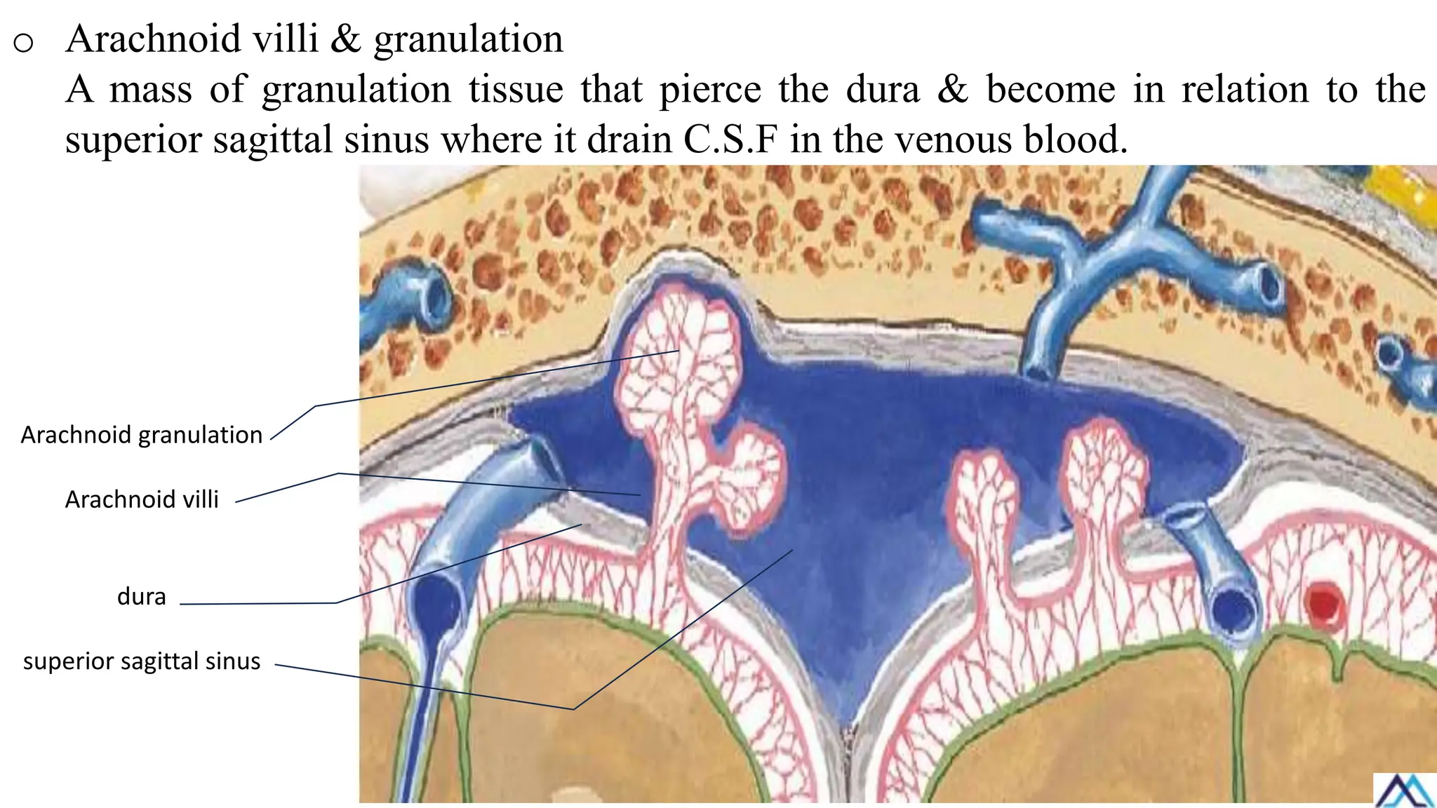 o Arachnoid villi & granulation
A mass of granulation tissue that pierce the dura & become in relation to the
superior sagittal sinus where it drain C.S.F in the venous blood.
Arachnoid granulation
Arachnoid villi
dura
superior sagittal sinus
 
