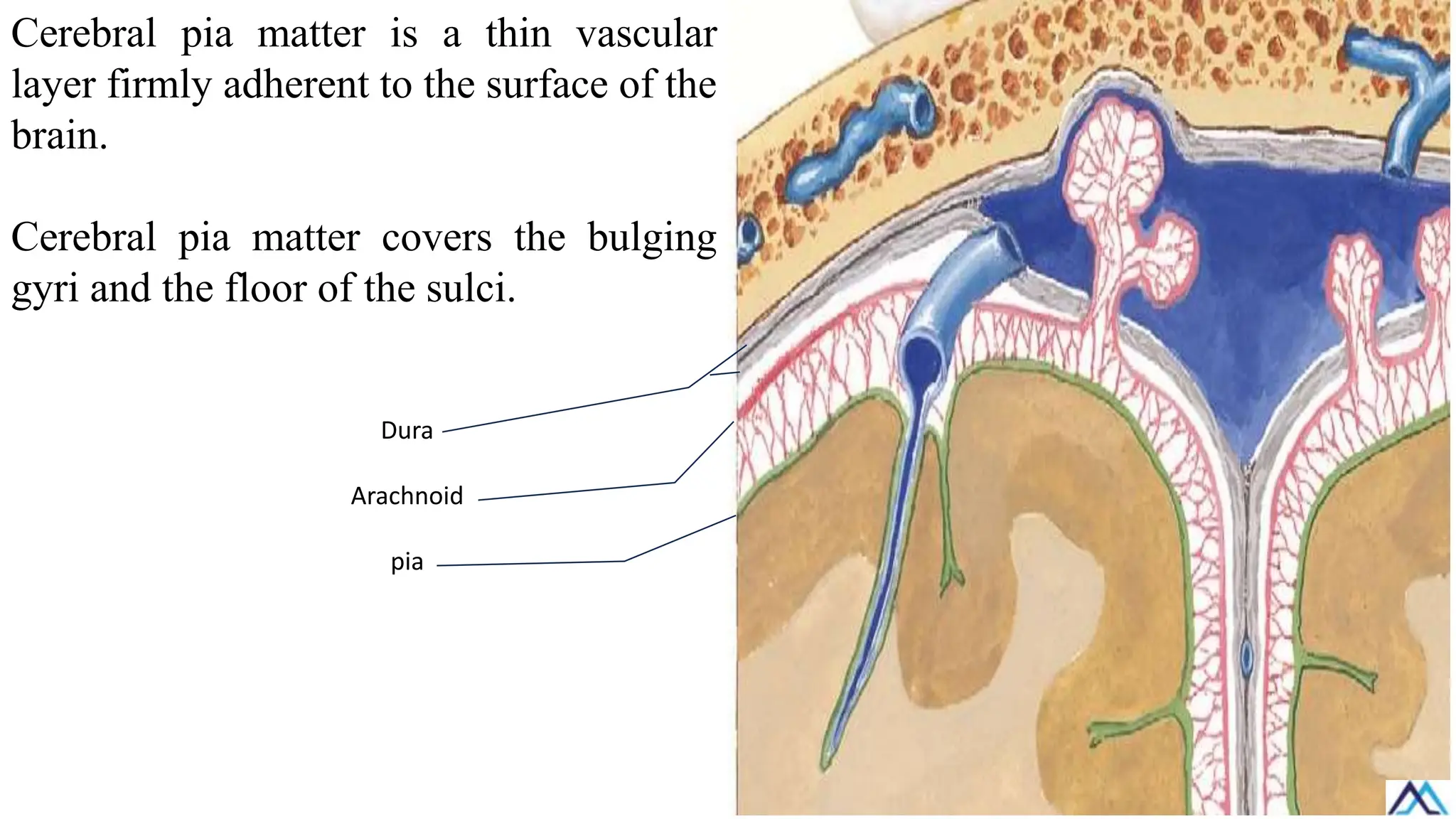 Cerebral pia matter is a thin vascular
layer firmly adherent to the surface of the
brain.
Cerebral pia matter covers the bulging
gyri and the floor of the sulci.
Dura
Arachnoid
pia
 