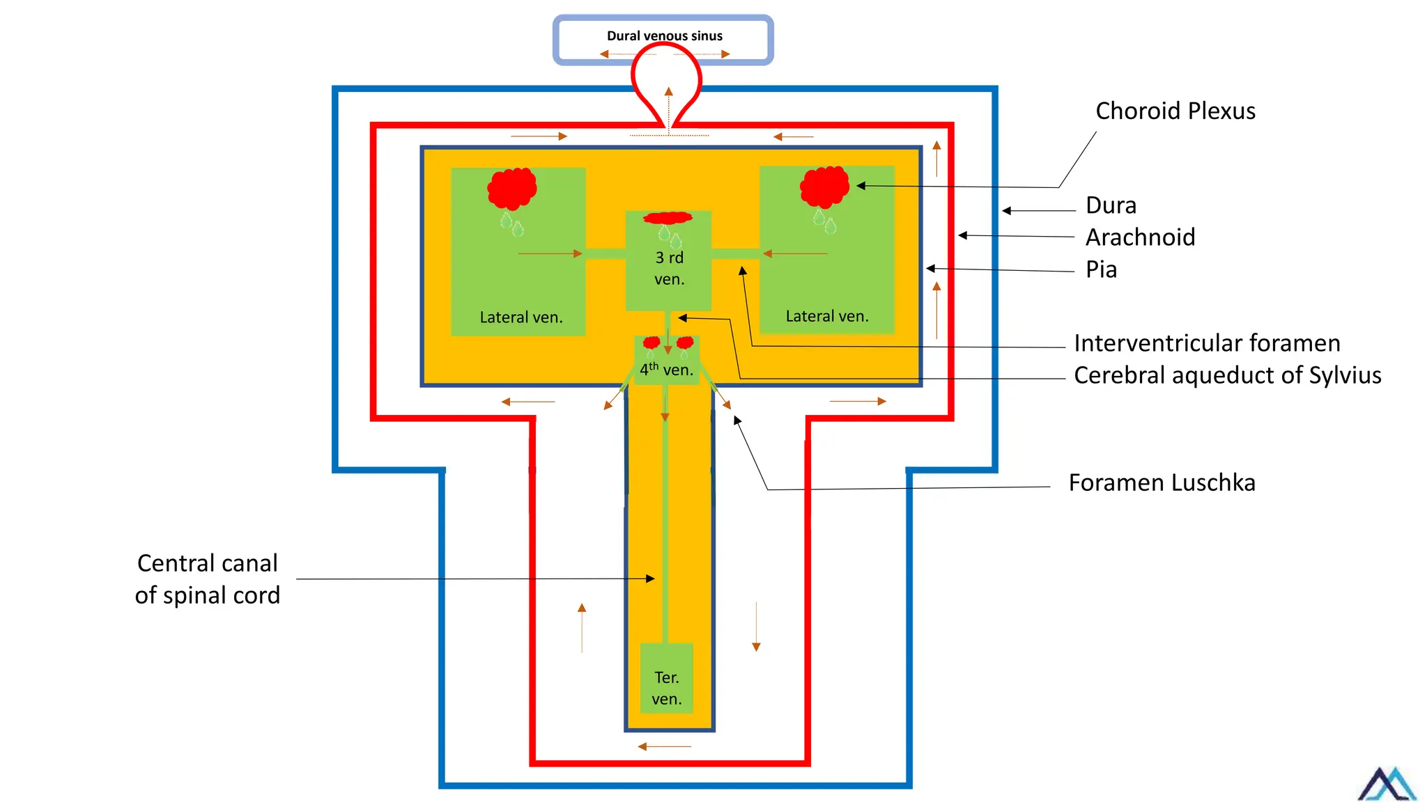 Dura
Arachnoid
Pia
3 rd
ven.
4th ven.
Ter.
ven.
Central canal
of spinal cord
Choroid Plexus
Interventricular foramen
Cerebral aqueduct of Sylvius
Foramen Luschka
Dural venous sinus
Lateral ven. Lateral ven.
 