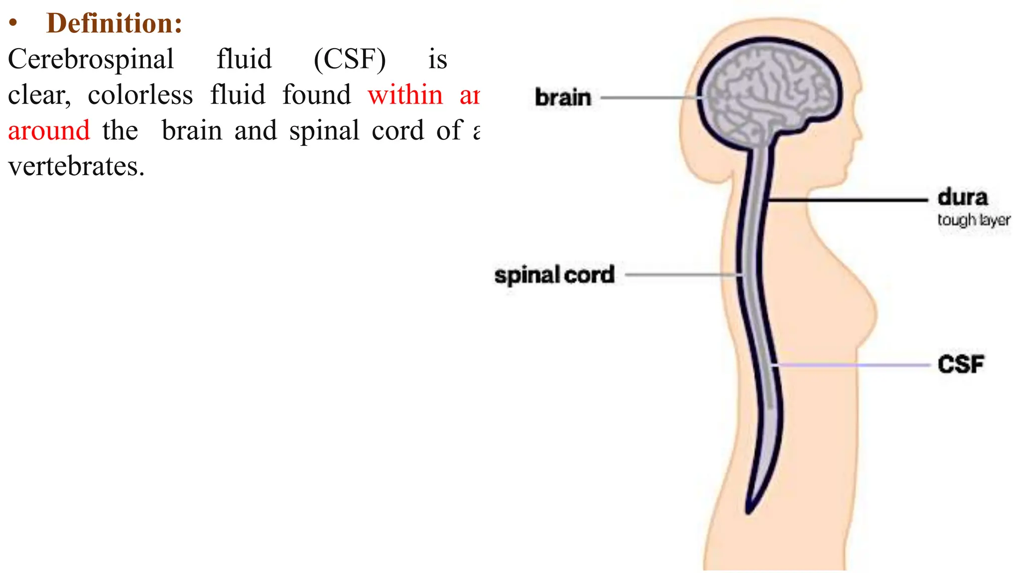 • Definition:
Cerebrospinal fluid (CSF) is a
clear, colorless fluid found within and
around the brain and spinal cord of all
vertebrates.
 