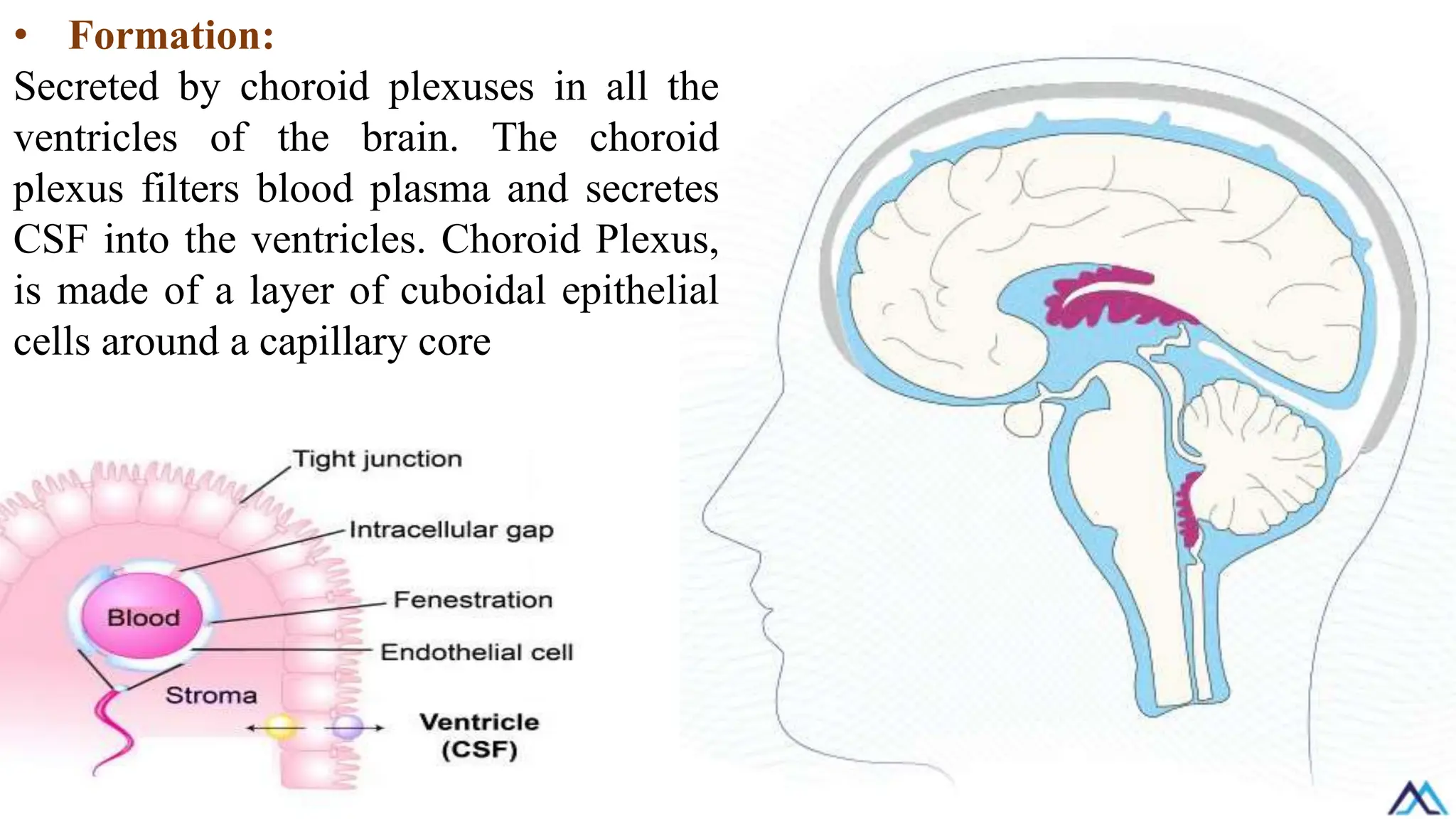 • Formation:
Secreted by choroid plexuses in all the
ventricles of the brain. The choroid
plexus filters blood plasma and secretes
CSF into the ventricles. Choroid Plexus,
is made of a layer of cuboidal epithelial
cells around a capillary core
 