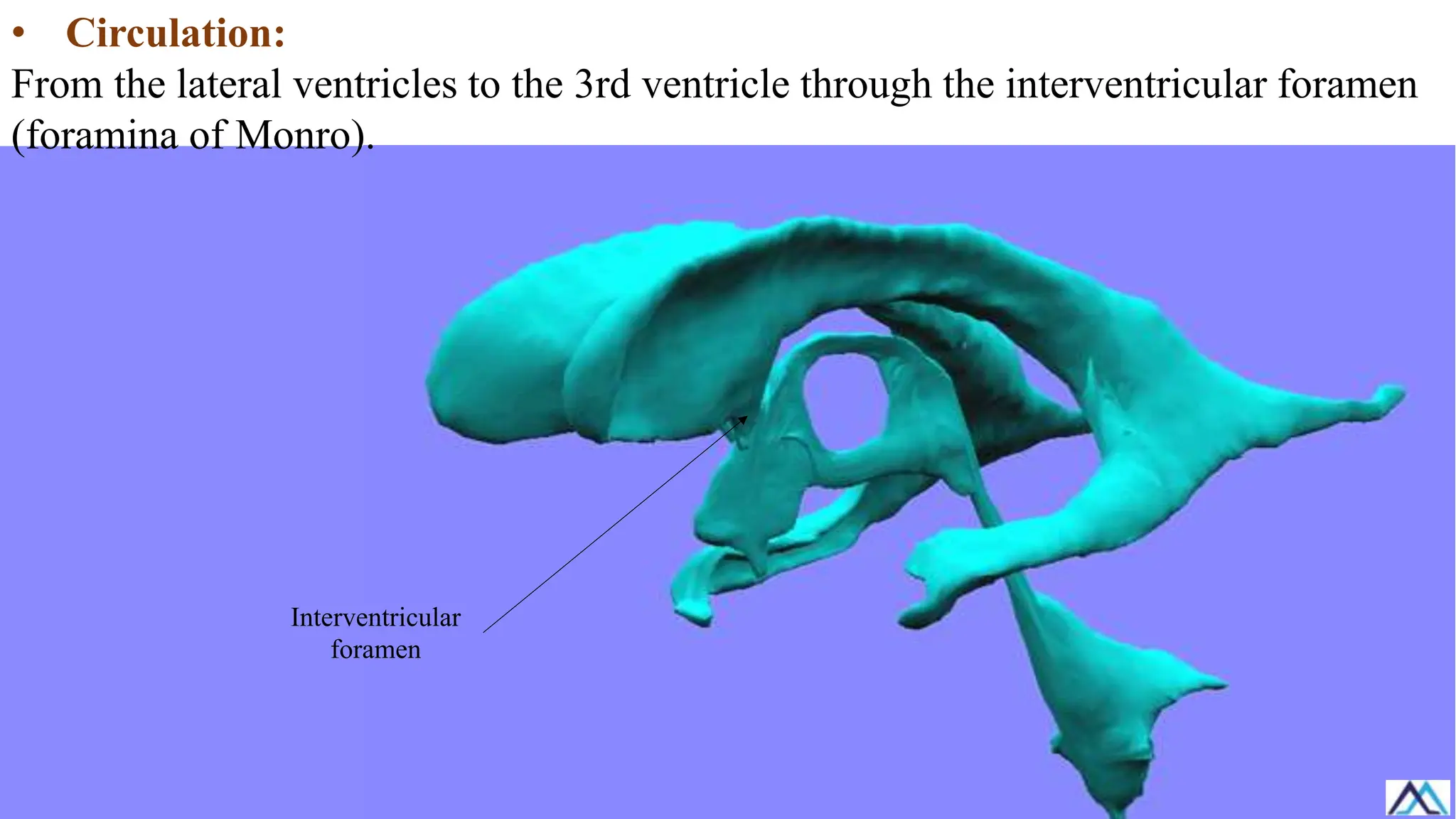 • Circulation:
From the lateral ventricles to the 3rd ventricle through the interventricular foramen
(foramina of Monro).
Interventricular
foramen
 