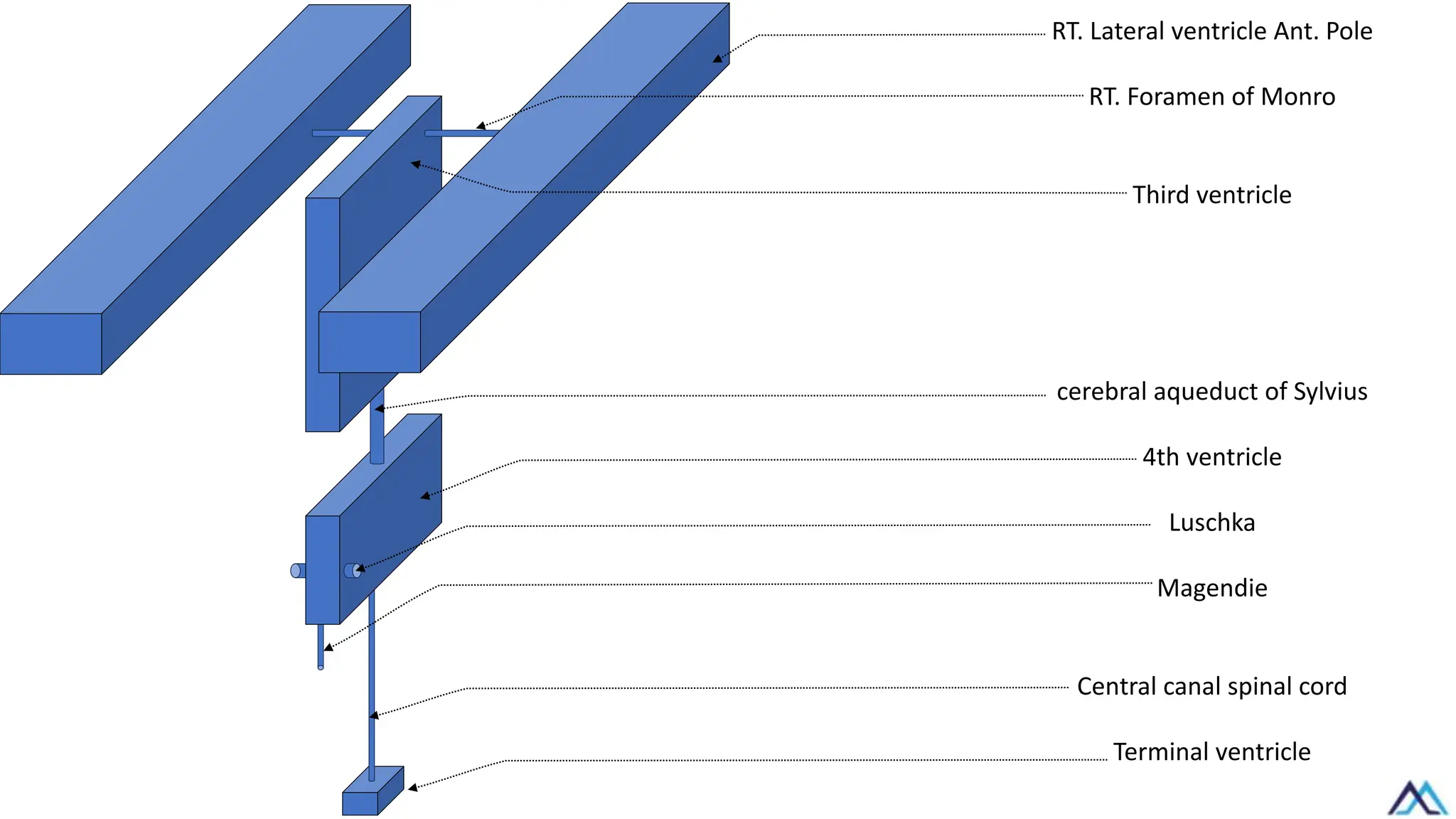 RT. Lateral ventricle Ant. Pole
RT. Foramen of Monro
Third ventricle
cerebral aqueduct of Sylvius
4th ventricle
Luschka
Magendie
Central canal spinal cord
Terminal ventricle
 