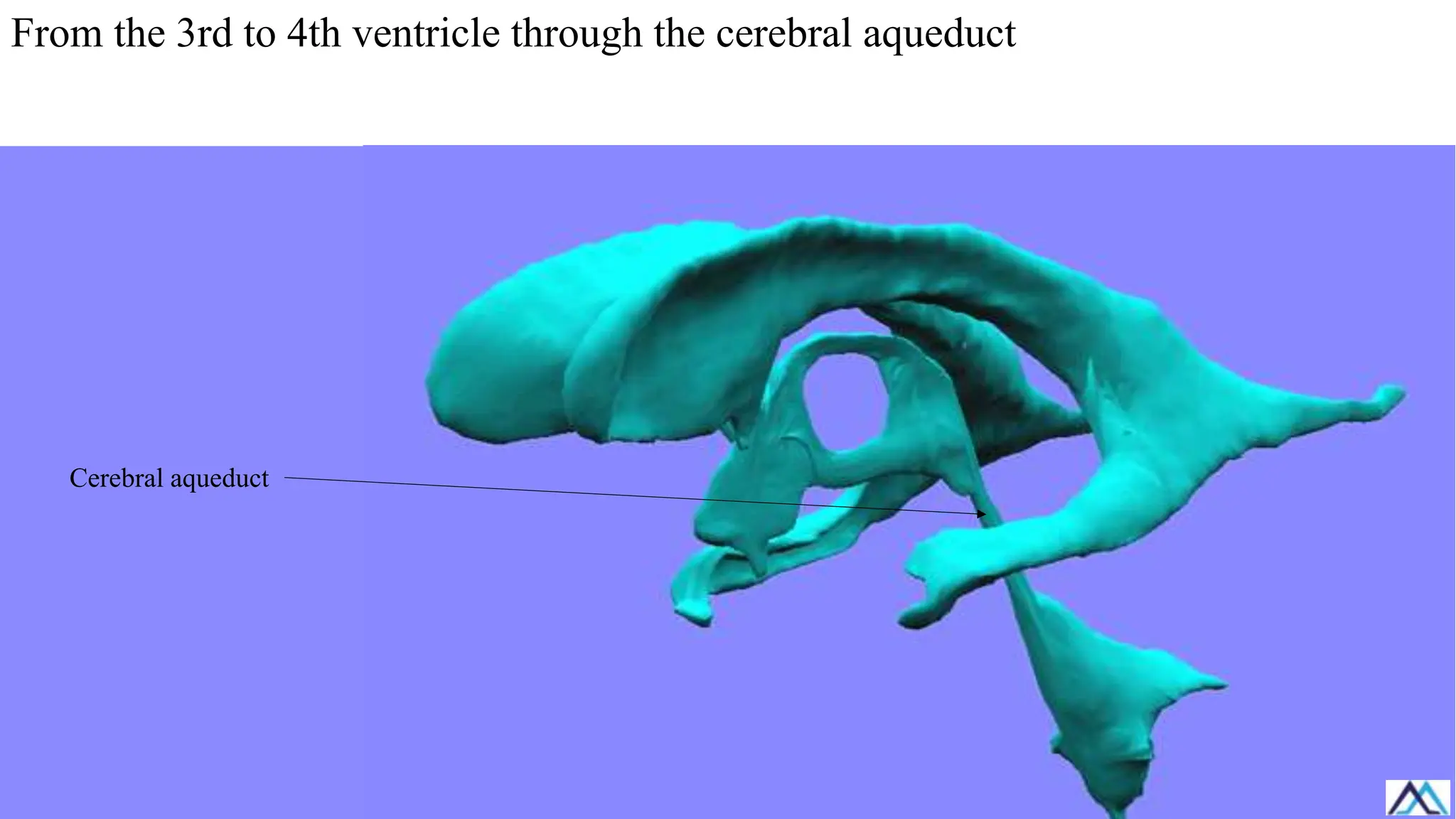 From the 3rd to 4th ventricle through the cerebral aqueduct
Cerebral aqueduct
 