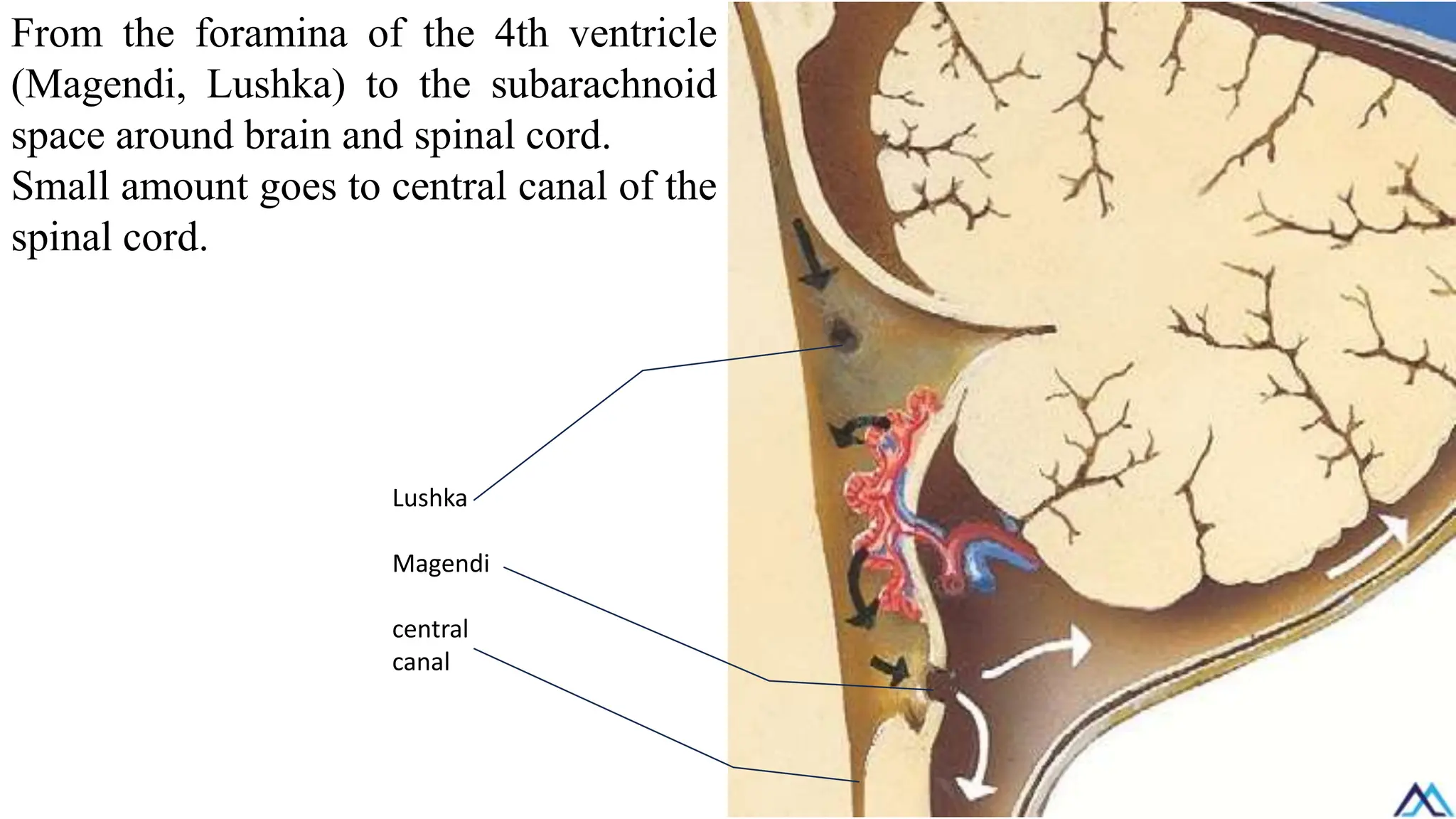 From the foramina of the 4th ventricle
(Magendi, Lushka) to the subarachnoid
space around brain and spinal cord.
Small amount goes to central canal of the
spinal cord.
Lushka
Magendi
central
canal
 