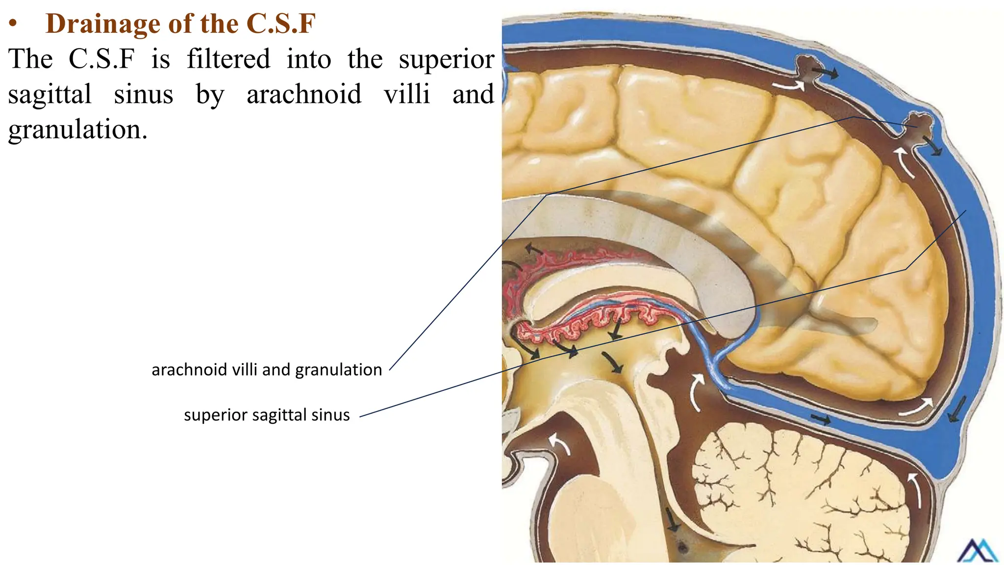 • Drainage of the C.S.F
The C.S.F is filtered into the superior
sagittal sinus by arachnoid villi and
granulation.
arachnoid villi and granulation
superior sagittal sinus
 