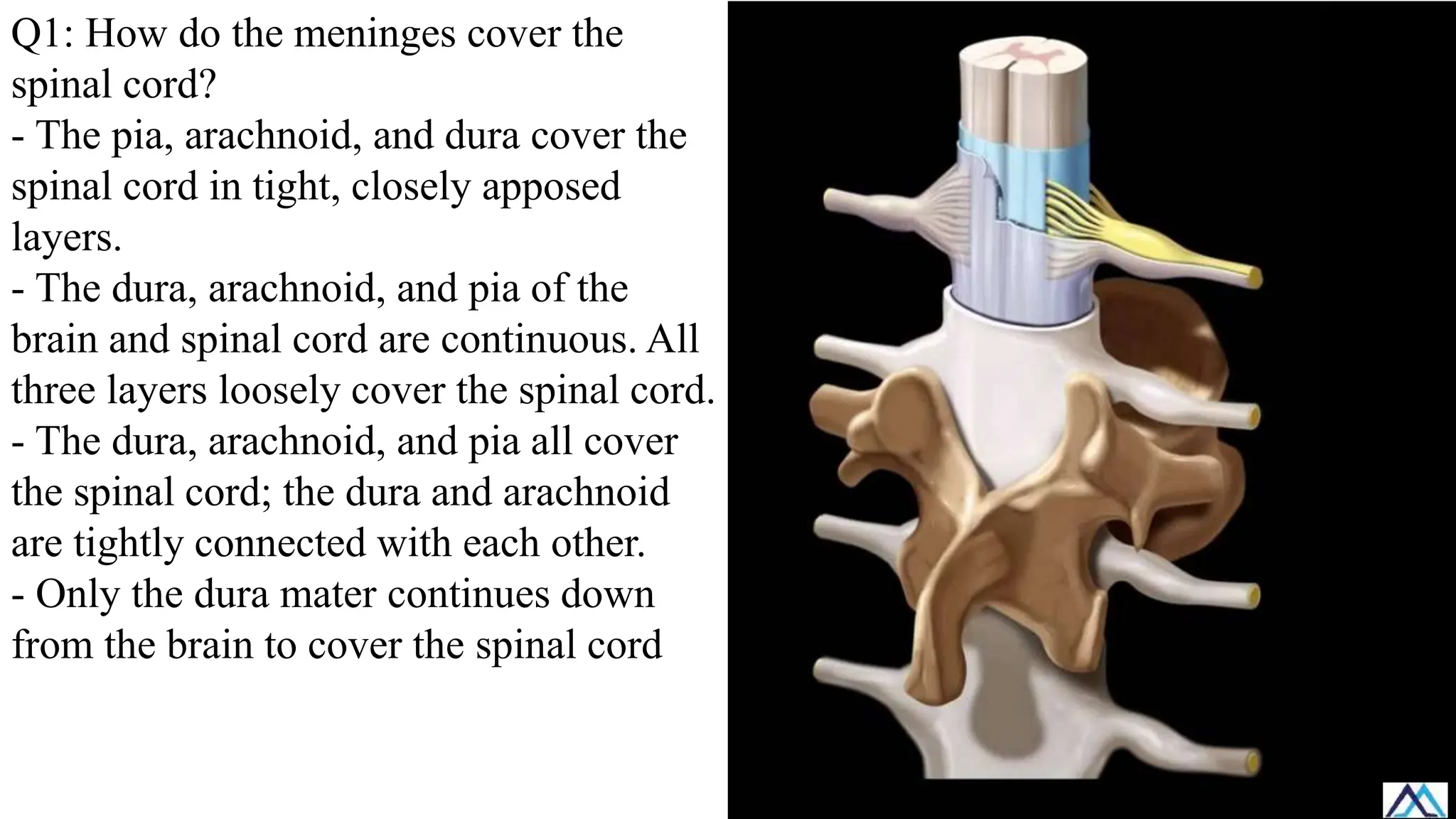 Q1: How do the meninges cover the
spinal cord?
- The pia, arachnoid, and dura cover the
spinal cord in tight, closely apposed
layers.
- The dura, arachnoid, and pia of the
brain and spinal cord are continuous. All
three layers loosely cover the spinal cord.
- The dura, arachnoid, and pia all cover
the spinal cord; the dura and arachnoid
are tightly connected with each other.
- Only the dura mater continues down
from the brain to cover the spinal cord
 
