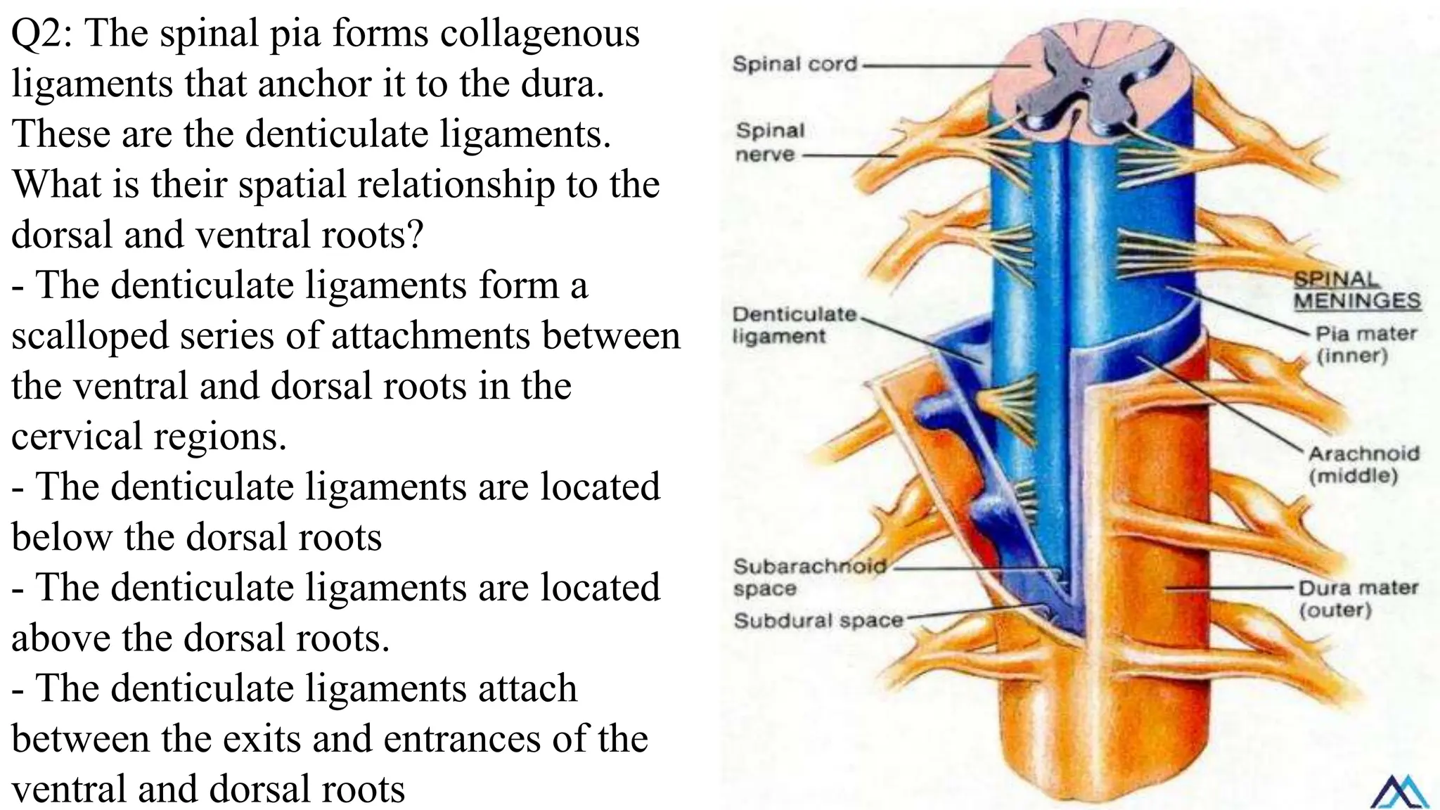 Q2: The spinal pia forms collagenous
ligaments that anchor it to the dura.
These are the denticulate ligaments.
What is their spatial relationship to the
dorsal and ventral roots?
- The denticulate ligaments form a
scalloped series of attachments between
the ventral and dorsal roots in the
cervical regions.
- The denticulate ligaments are located
below the dorsal roots
- The denticulate ligaments are located
above the dorsal roots.
- The denticulate ligaments attach
between the exits and entrances of the
ventral and dorsal roots
 