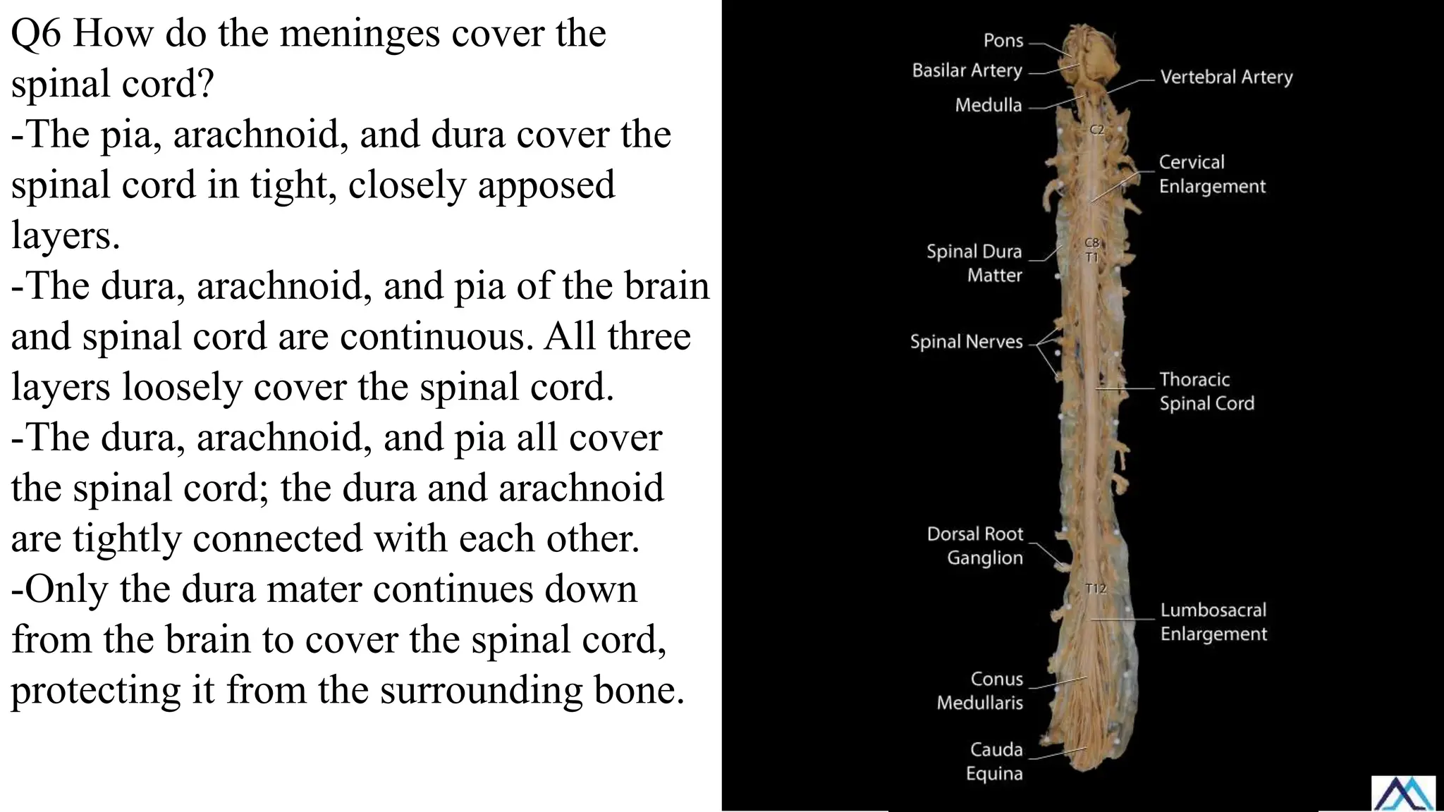 Q6 How do the meninges cover the
spinal cord?
-The pia, arachnoid, and dura cover the
spinal cord in tight, closely apposed
layers.
-The dura, arachnoid, and pia of the brain
and spinal cord are continuous. All three
layers loosely cover the spinal cord.
-The dura, arachnoid, and pia all cover
the spinal cord; the dura and arachnoid
are tightly connected with each other.
-Only the dura mater continues down
from the brain to cover the spinal cord,
protecting it from the surrounding bone.
 