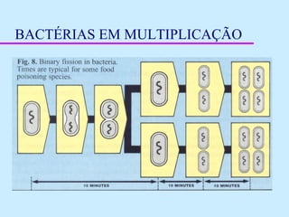 BACTÉRIAS EM MULTIPLICAÇÃO
 