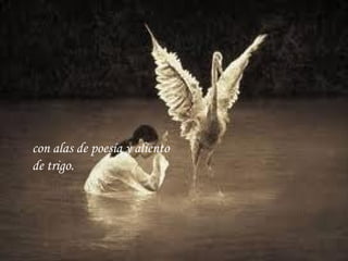 con alas de poesía y aliento de trigo. 