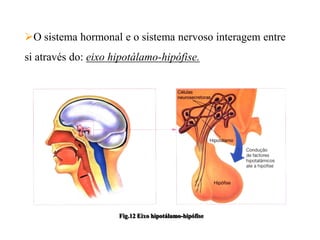 O sistema hormonal e o sistema nervoso interagem entre
si através do: eixo hipotálamo-hipófise.




                     Fig.12 Eixo hipotálamo-hipófise
 