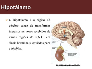 Hipotálamo
  O hipotálamo é a região do
   cérebro capaz de transformar
   impulsos nervosos recebidos de
   várias regiões do S.N.C. em
   sinais hormonais, enviados para
   a hipófise.




                                     Fig.13 Eixo hipotálamo-hipófise
 