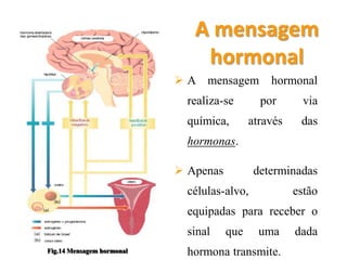 A mensagem
                               hormonal
                            A mensagem         hormonal
                             realiza-se       por       via
                             química,       através    das
                             hormonas.

                            Apenas          determinadas
                             células-alvo,            estão
                             equipadas para receber o
                             sinal    que     uma     dada
Fig.14 Mensagem hormonal     hormona transmite.
 