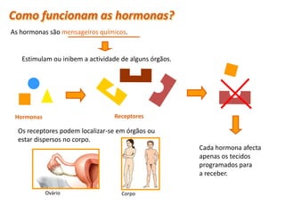 Como funcionam as hormonas?
As hormonas são mensageiros químicos.


    Estimulam ou inibem a actividade de alguns órgãos.




 Hormonas                         Receptores

  Os receptores podem localizar-se em órgãos ou
  estar dispersos no corpo.
                                                         Cada hormona afecta
                                                         apenas os tecidos
                                                         programados para
                                                         a receber.

             Ovário                  Corpo

 Planeta Terra — 9.º ano
 