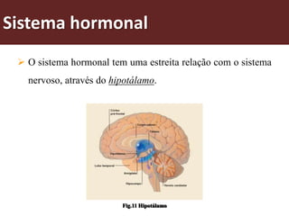 Sistema hormonal
  O sistema hormonal tem uma estreita relação com o sistema
   nervoso, através do hipotálamo.




                         Fig.11 Hipotálamo
 