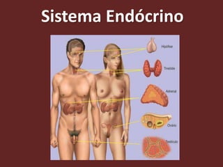 Sistema Endócrino
 