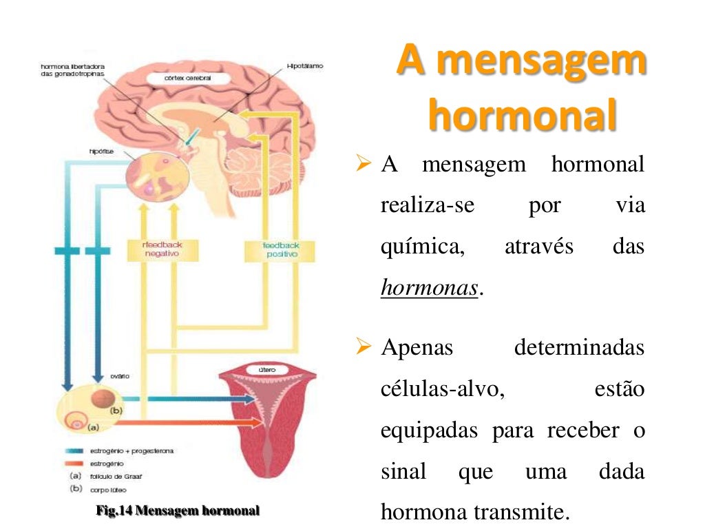 Teoria hormonal_teorias