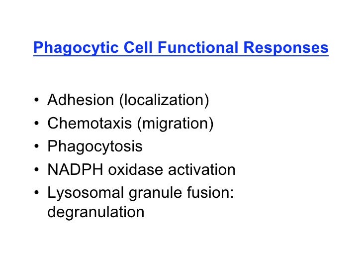 02 10 09 B Phagocytic Cells Mechanisms Of Bacterial Injury And Tis