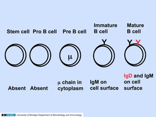Prob Cell 02.10.09(d): B-Cell Development | PDF
