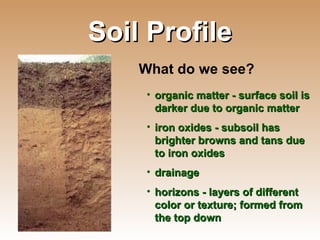 Soil Profile What do we see? organic matter - surface soil is darker due to organic matter iron oxides - subsoil has brighter browns and tans due to iron oxides drainage horizons - layers of different color or texture; formed from the top down 