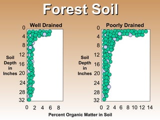 Forest Soil 0 4 8 12 16 20 24 28 32 0 2 4 6 8 0 4 8 12 16 20 24 28 32 0 2 4 6 8 10 12 14 Percent Organic Matter in Soil Well Drained Poorly Drained Soil Depth in Inches Soil Depth in Inches 