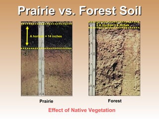 Prairie vs. Forest Soil Prairie Forest Effect of Native Vegetation A horizon = 14 inches A horizon = 4 inches 
