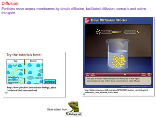 Diffusion
Particles move across membranes by simple diffusion, facilitated diffusion, osmosis and active
transport.
Slide edited from
 