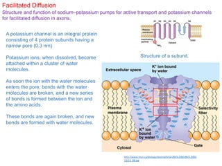 Facilitated Diffusion
Structure and function of sodium–potassium pumps for active transport and potassium channels
for facilitated diffusion in axons.
A potassium channel is an integral protein
consisting of 4 protein subunits having a
narrow pore (0.3 nm)
Potassium ions, when dissolved, become
attached within a cluster of water
molecules.
As soon the ion with the water molecules
enters the pore, bonds with the water
molecules are broken, and a new series
of bonds is formed between the ion and
the amino acids.
These bonds are again broken, and new
bonds are formed with water molecules.
Structure of a subunit.
http://www.mun.ca/biology/desmid/brian/BIOL2060/BIOL2060-
13/13_08.jpg
 
