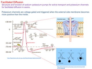 Facilitated Diffusion
Structure and function of sodium–potassium pumps for active transport and potassium channels
for facilitated diffusion in axons.
http://hyperphysics.phy-astr.gsu.edu/hbase/biology/imgbio/actpot4.gif
http://physiologyonline.physiology.org/content/nips/13/4/
177/F1.large.jpg
Potassium channels are voltage gated and triggered when the external side membrane becomes
more positive than the inside.
 
